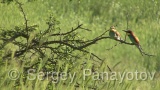 Video of European Bee-eater - European Bee-eater in nest period in Bulgaria